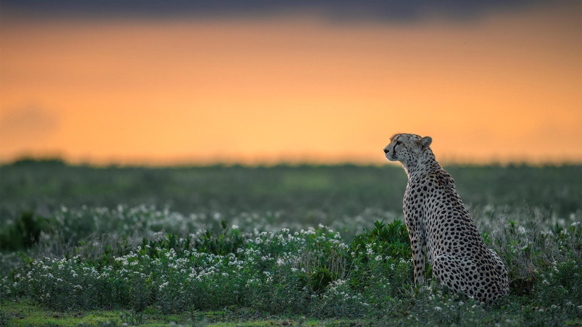 传统对决：经典球队之间的历史战役回顾，传统对决下载