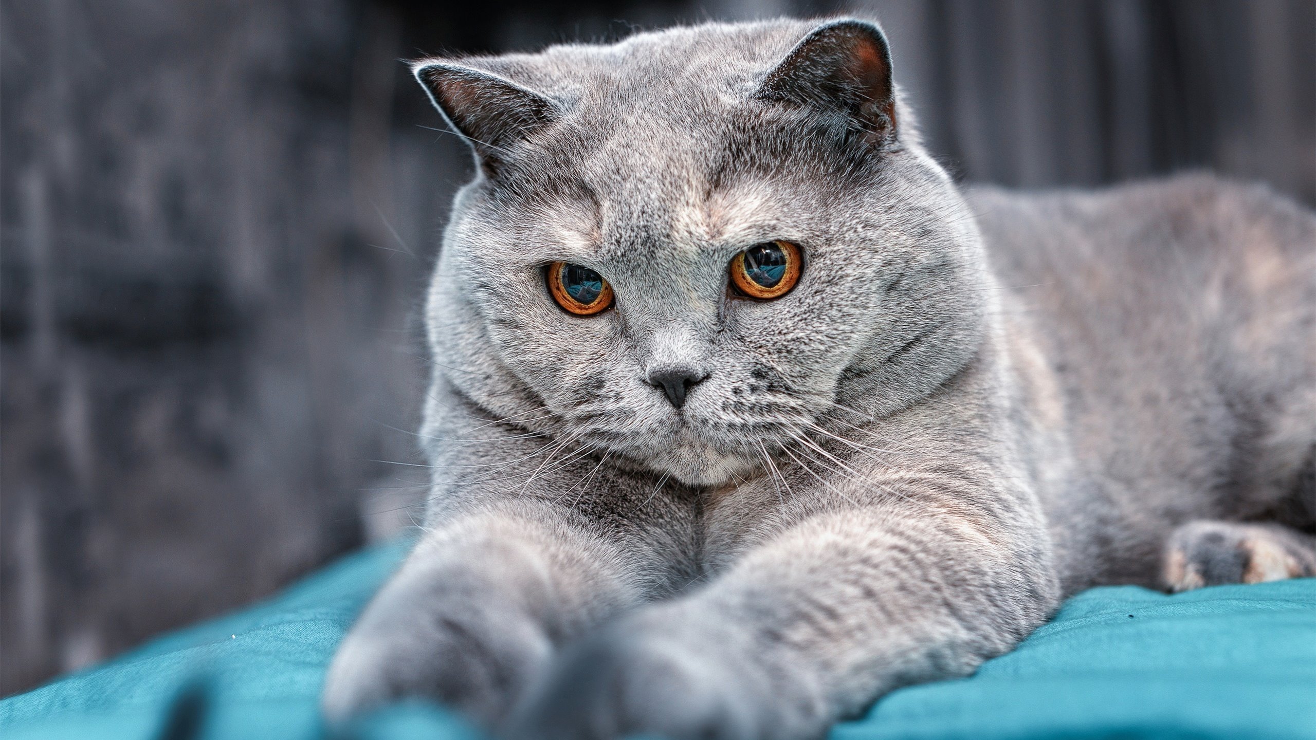 全国青少年“篮球明星孵化计划”正式启动，全面提升青训水平，ybdl青少年篮球发展联盟创始人