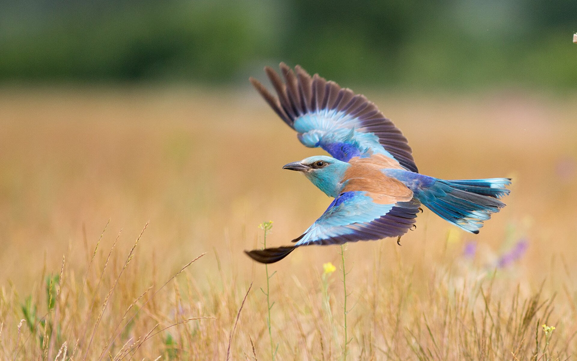 AYX官网-【明星亮相】明星球员复出赛场表现抢眼，明星球队