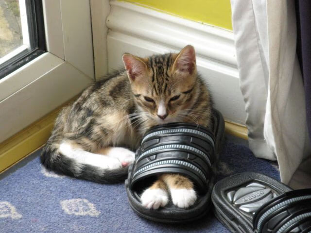 互联网大数据助力中国足球赛场分析,足球比赛大数据分析app